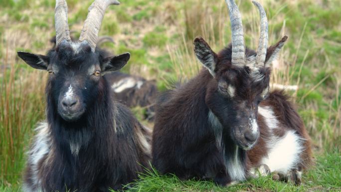 两只野加洛韦山羊羚羊保护动物野羊