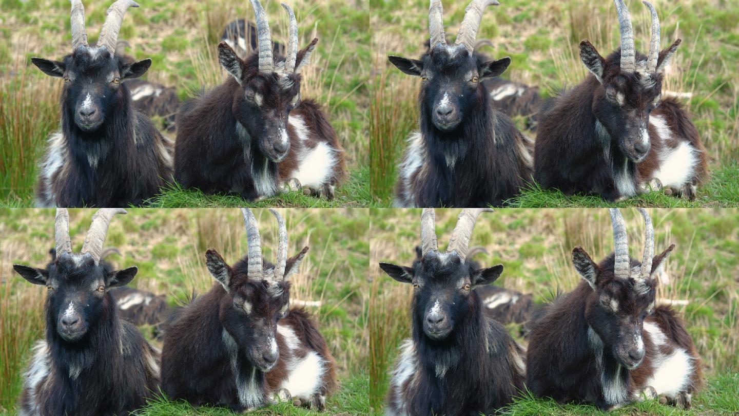 两只野加洛韦山羊羚羊保护动物野羊