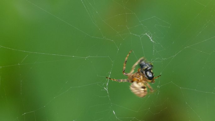 蜘蛛吃蛛网上的小昆虫