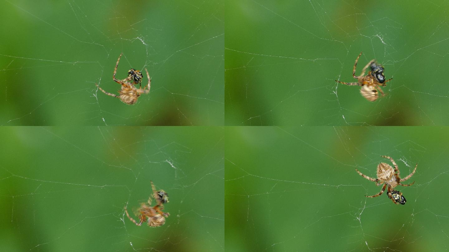 蜘蛛吃蛛网上的小昆虫