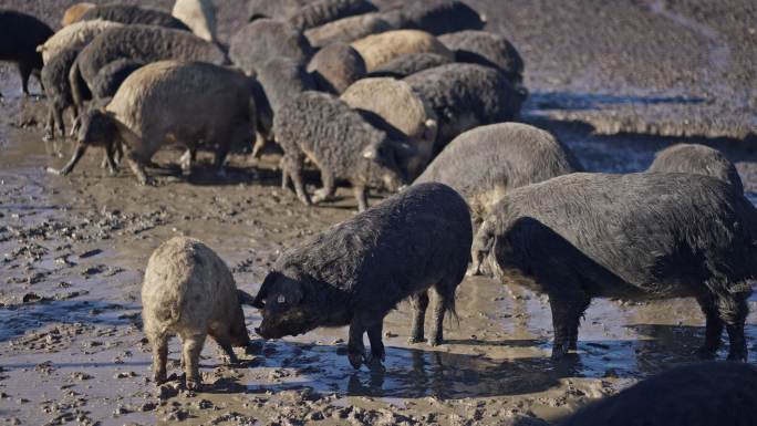 大群满身泥泞的曼加拉猪在农场上吃草
