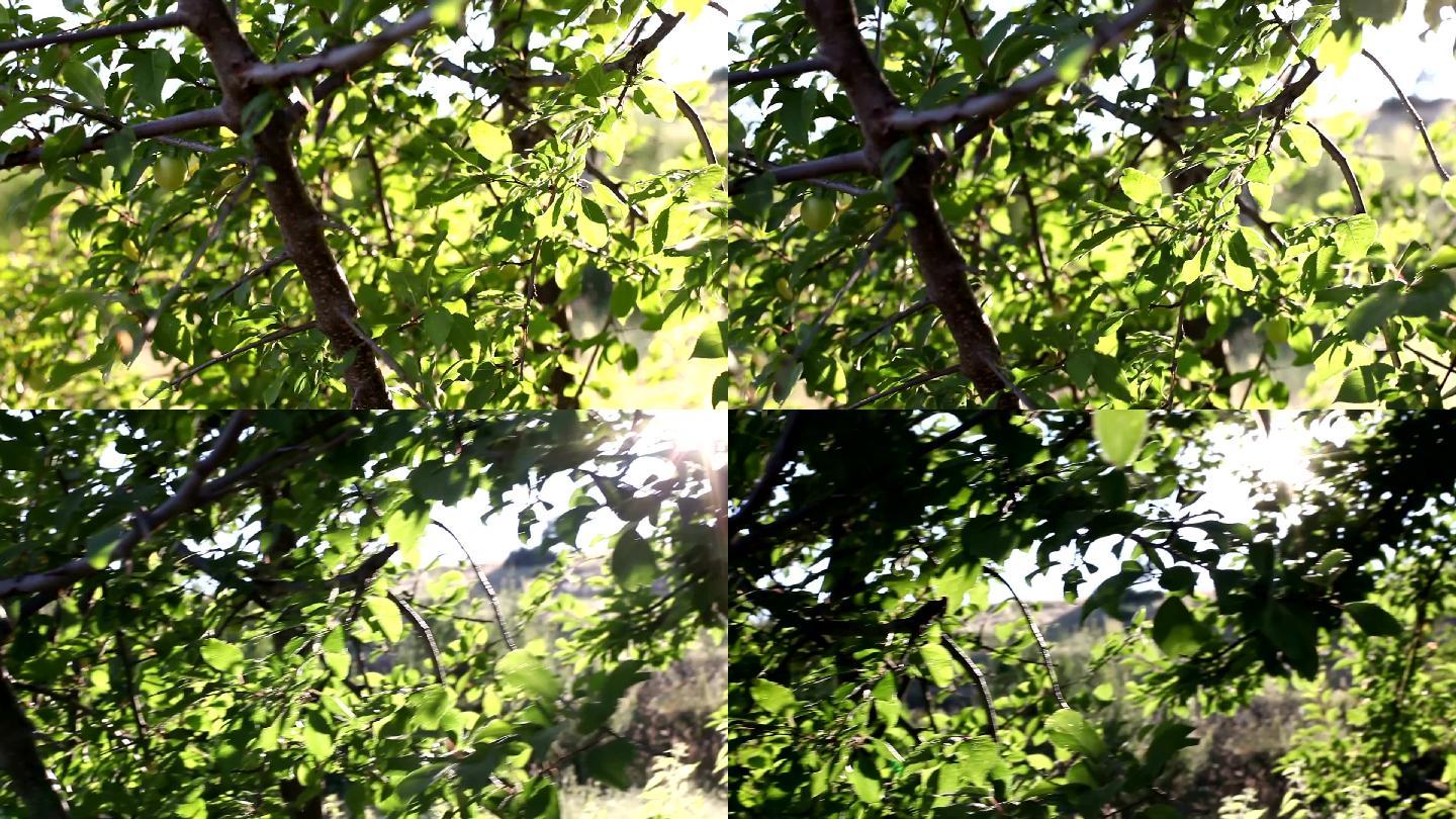 花园里的梅树梅树的特写阳光下的梅树