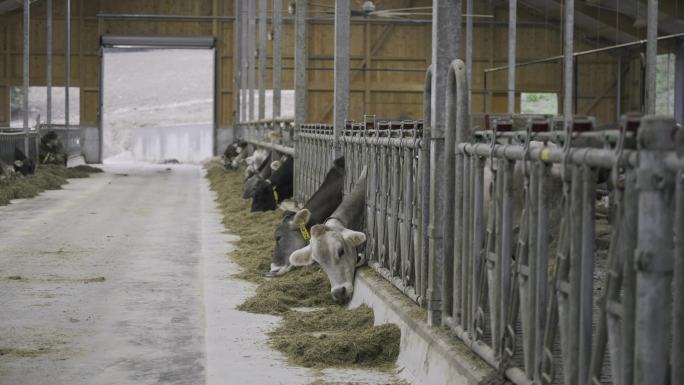 奶牛场的奶牛生活牛栏养牛养殖业