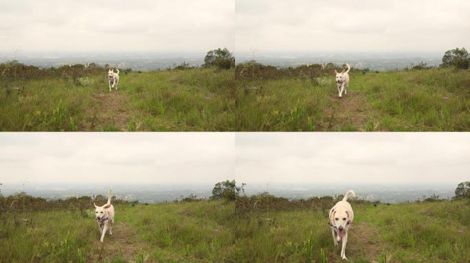 快乐的白狗向摄像机跑去