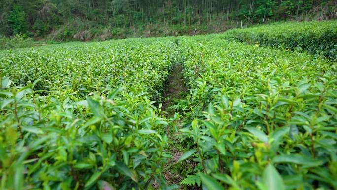 高山茶园春茶采摘合集