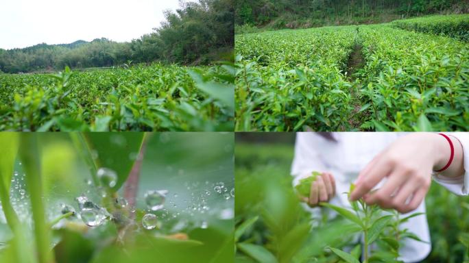 高山茶园春茶采摘合集