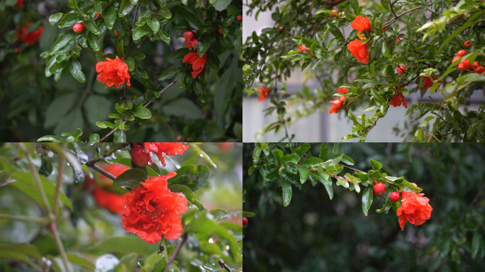 雨后的石榴花4K