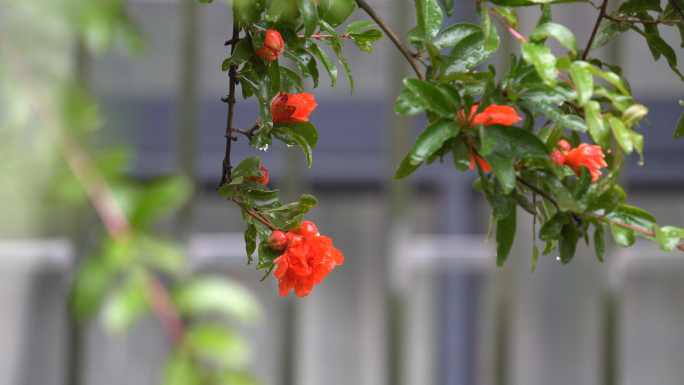 雨后的石榴花4K