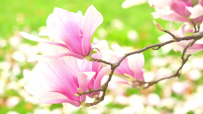 盛开的木兰树粉色木兰花