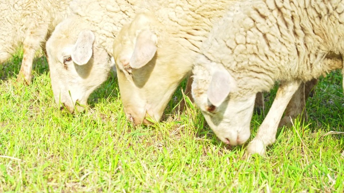 辽河湿地草原羊群吃草