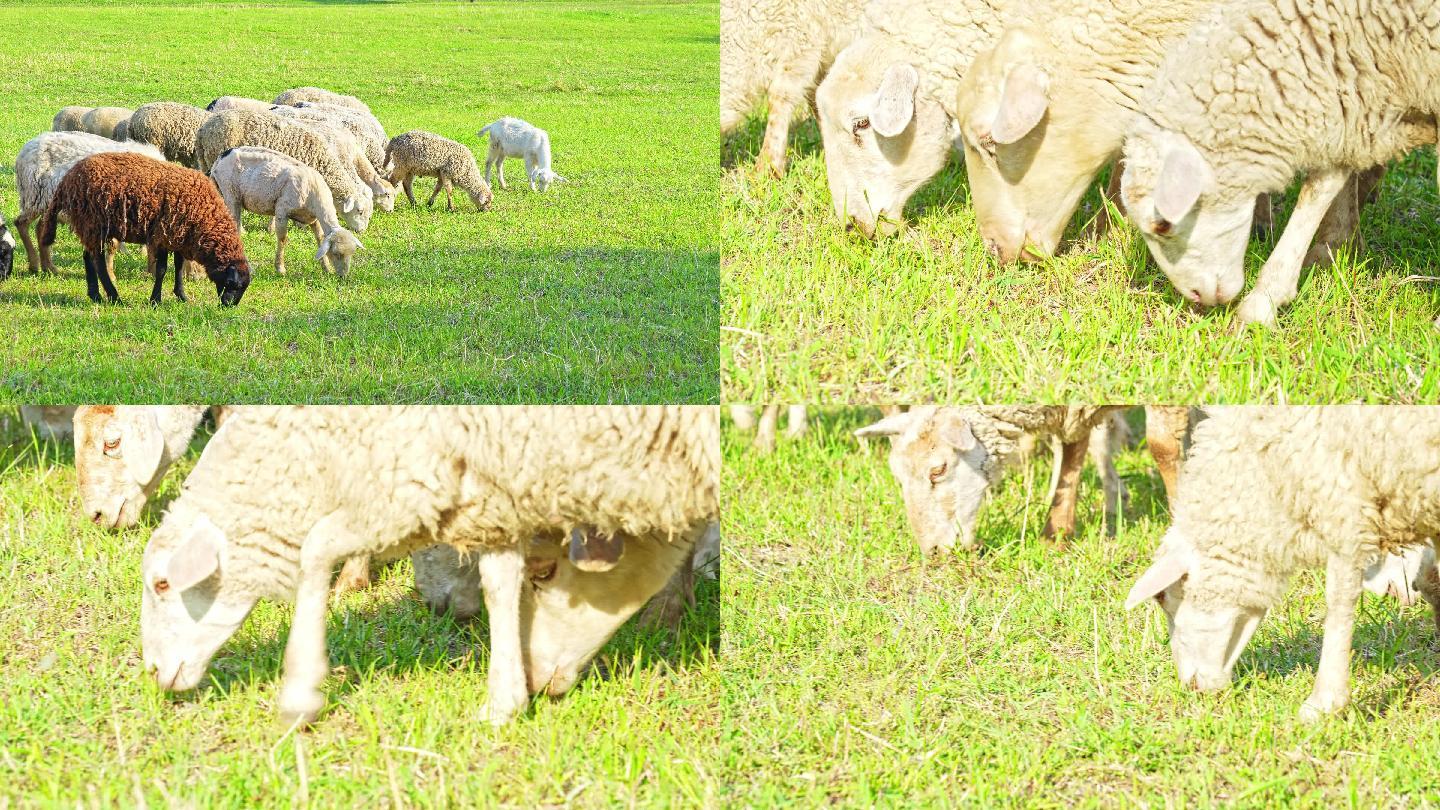 辽河湿地草原羊群吃草