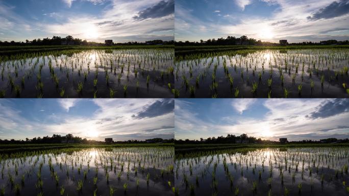 时过境迁的稻田映着夕阳的天空，稻谷在风中摇曳。