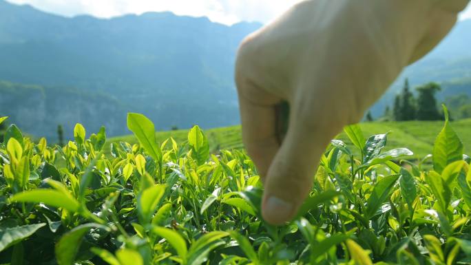 手工采摘鲜茶手工采摘茶叶绿色茶叶茶园