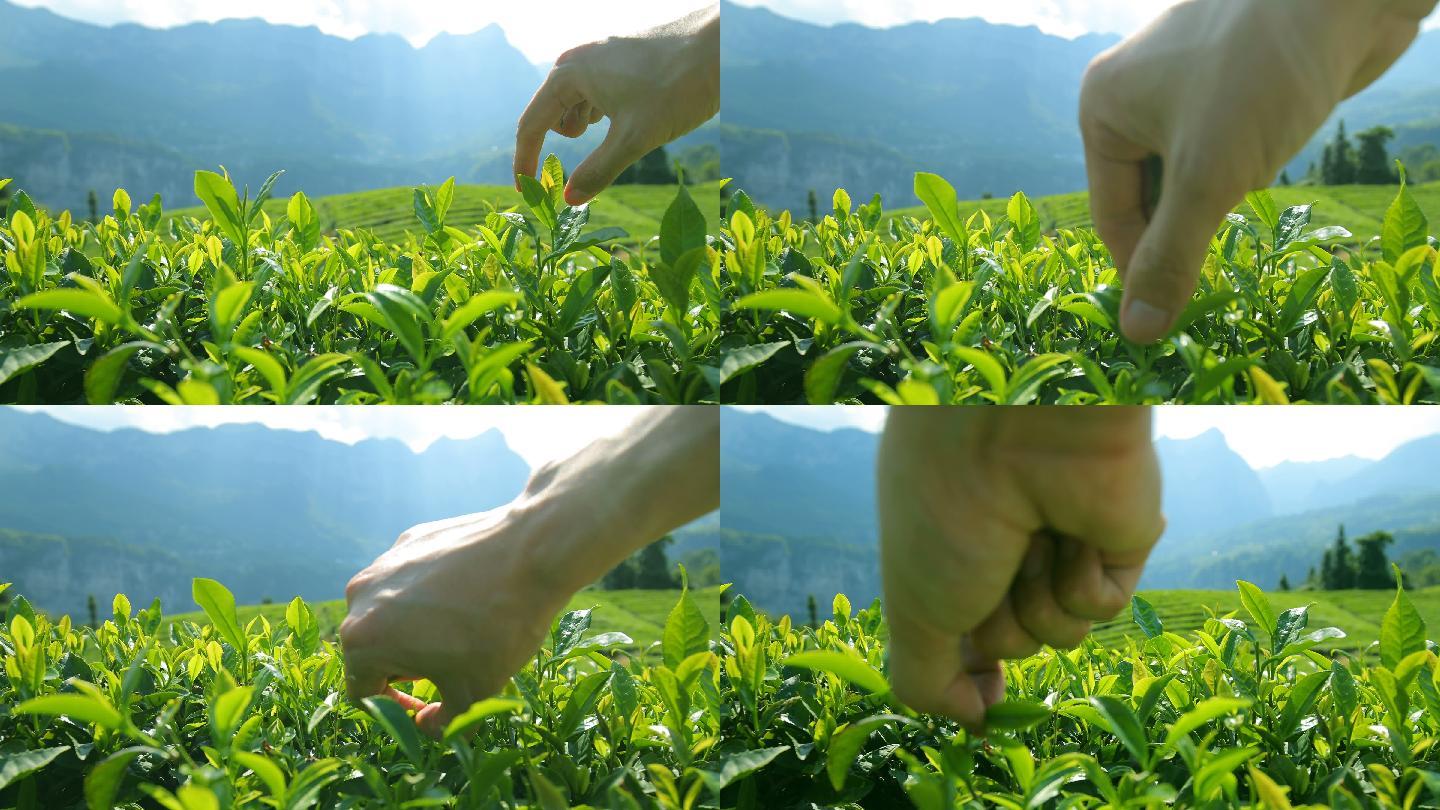 手工采摘鲜茶手工采摘茶叶绿色茶叶茶园