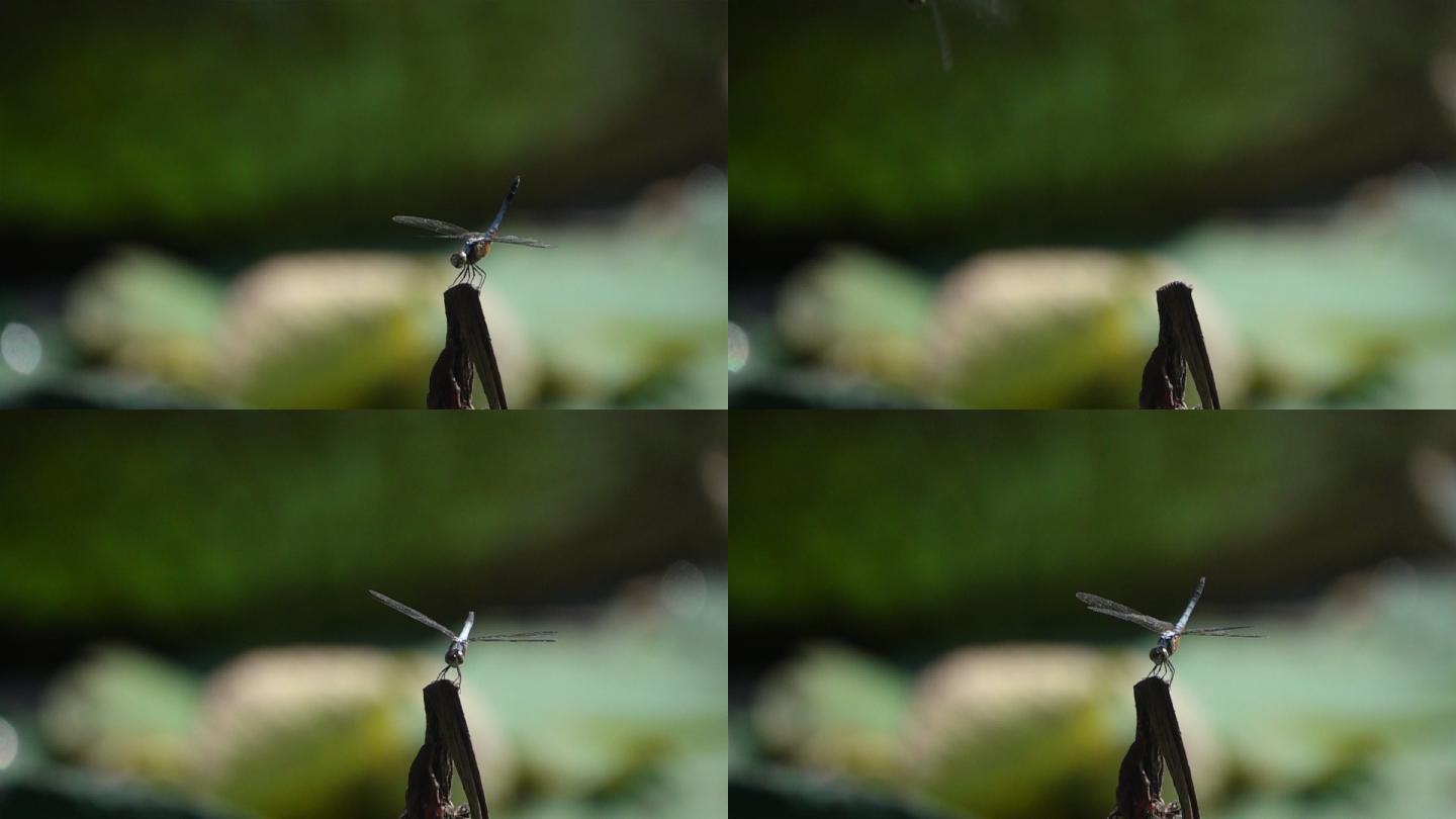 蜻蜓在模糊背景中慢动作飞行