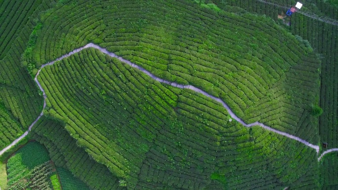 中国湖北茶园鸟瞰图。