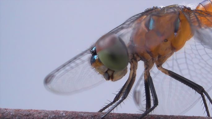 锈线蜻蜓虫子蝴蝶