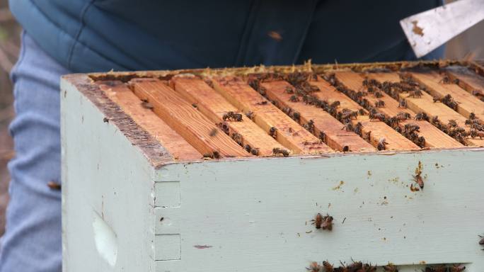 蜂巢正在清理和保养