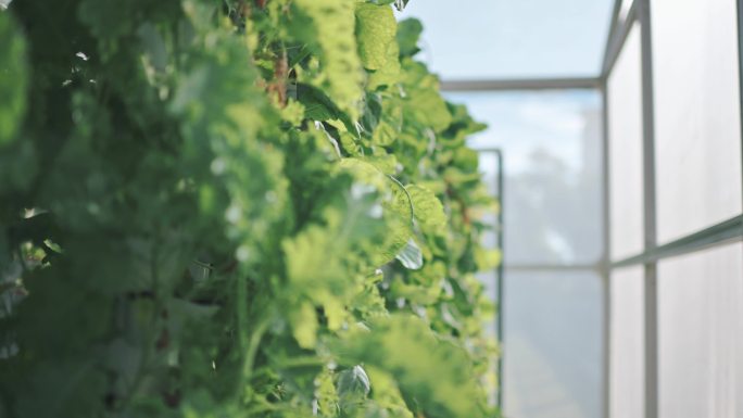 温室内的水培垂直农场生态系统，各种花园蔬菜的成排幼苗在架子上生长，准备收割