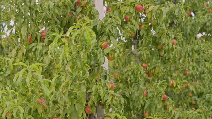 采摘季节挂在果园树枝上的桃子。