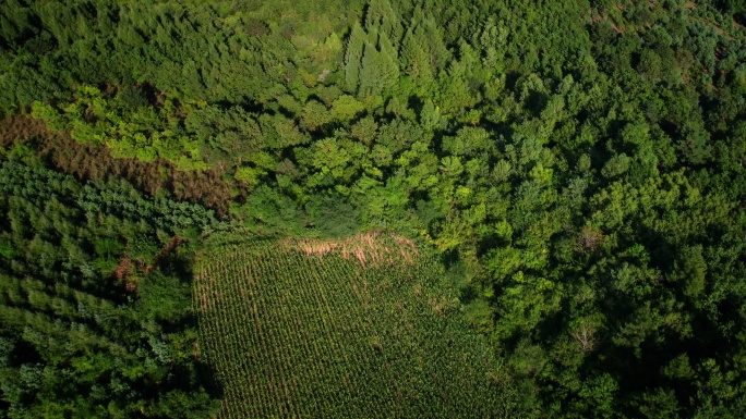 松树林森林丛林树林