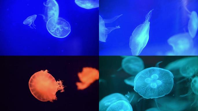 海洋生物水母空镜