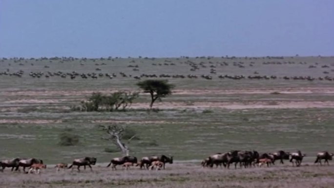80年代野牛迁徙