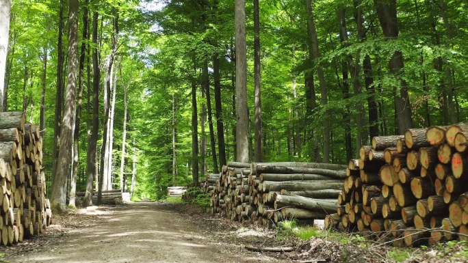 春天穿过森林木头木材运输伐木