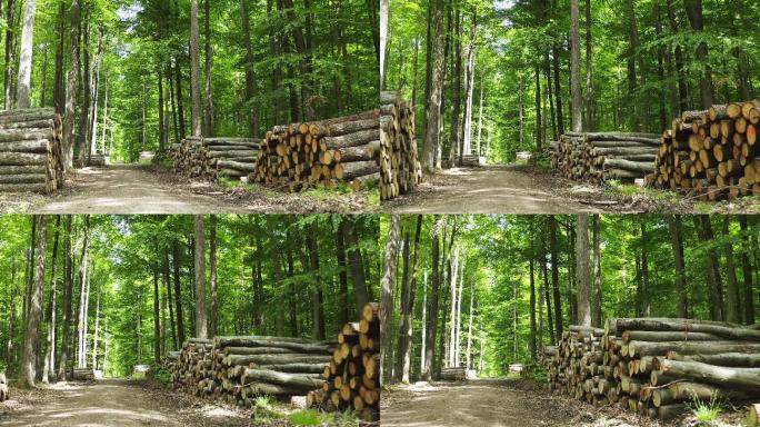 春天穿过森林木头木材运输伐木