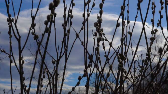 春天的风景——柳枝在风中摇曳。柳树蓬松的嫩芽长在树枝上。风吹动树枝。多云的春天。