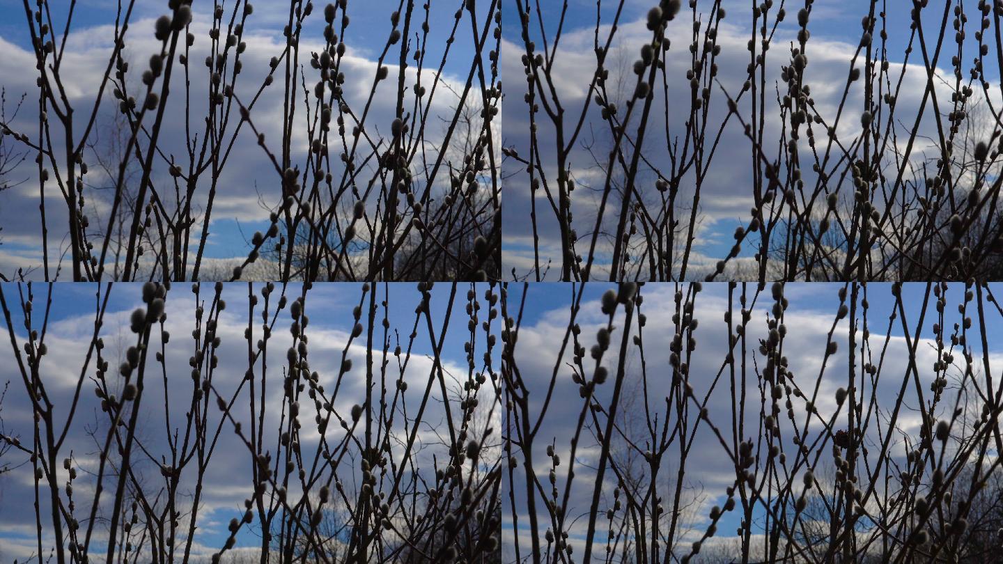 春天的风景——柳枝在风中摇曳。柳树蓬松的嫩芽长在树枝上。风吹动树枝。多云的春天。