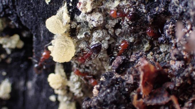 松树上的红蚁（火葬场的蚂蚁），试图到达小树林。加拿大松和普通松梢甲虫
