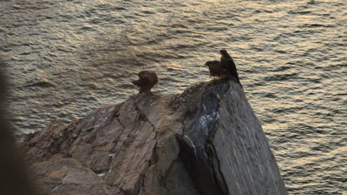 威海海边山崖上的三只游隼幼鸟