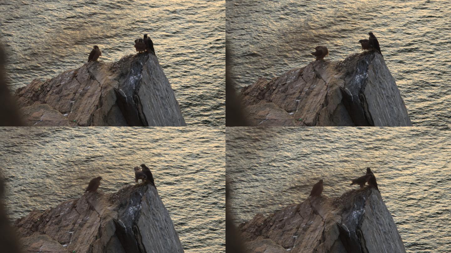 威海海边山崖上的三只游隼幼鸟