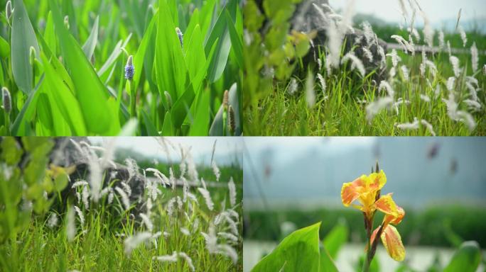 梅溪湖随风飘动芦苇花草公园端午夏至夏日