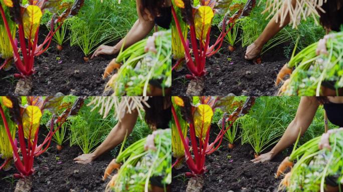 后院花园里，一个快乐的女人拿着一捆刚收获的胡萝卜。有机食品农业