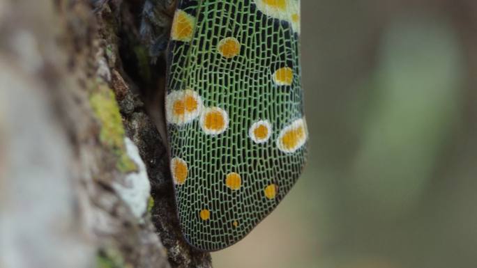 树皮上的黄蝽彩色昆虫