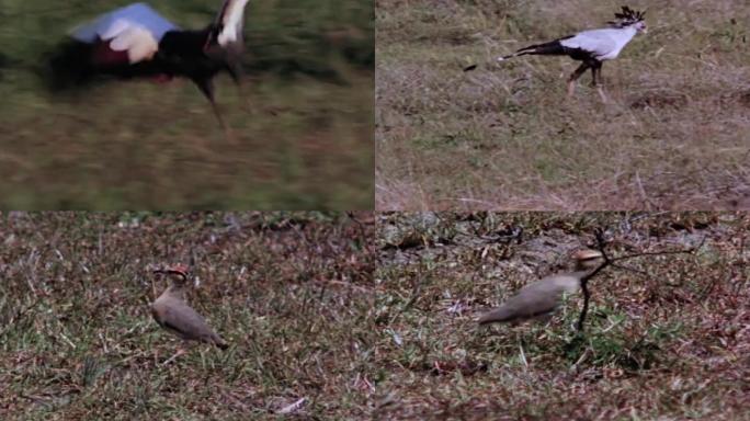 80年代蛇鹫非洲草原上的鸟