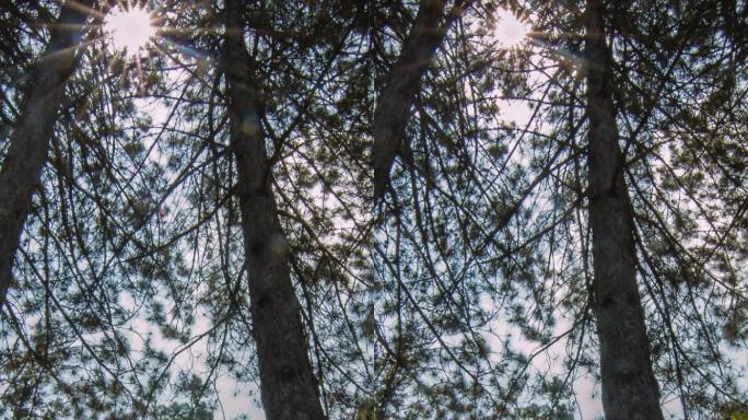 森林中一棵树的垂直视频
