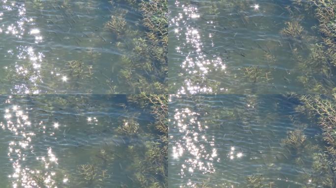 水中的鱼群水面光斑