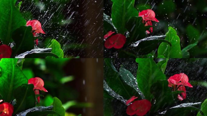 雨中的花朵升格250帧