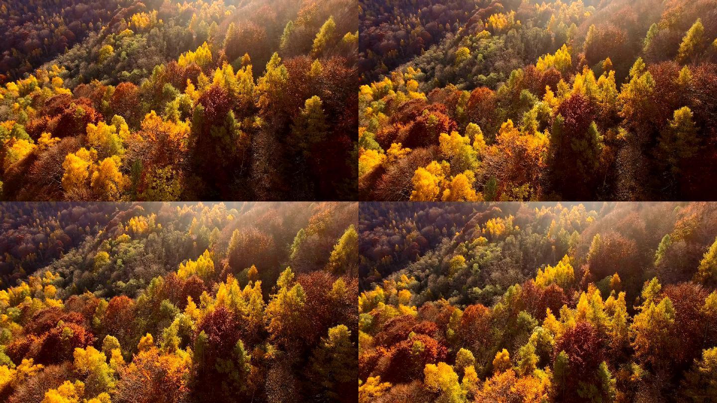 秋天飞越林地美秋色五彩秋季红红的树叶