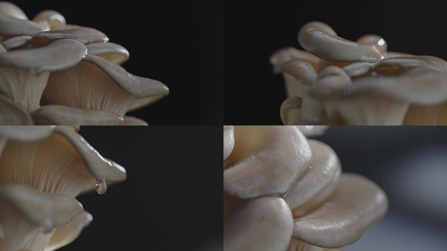 【4K原创】蘑菇食材菌类4