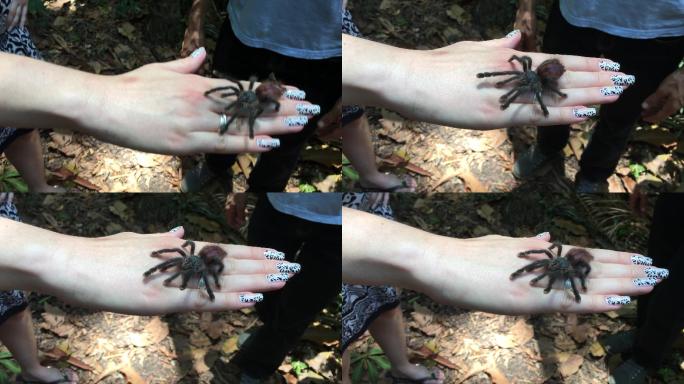 雌性手上的蜘蛛无毒蜘蛛另类玩具