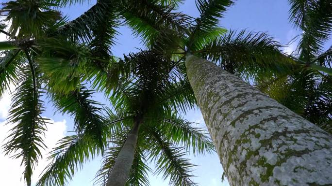 海南棕榈树