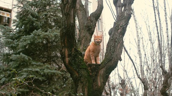 可爱的猫坐在树枝上，从树上俯视后院