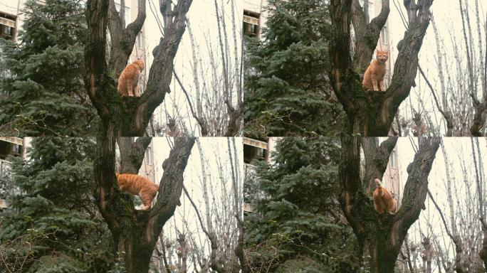 可爱的猫坐在树枝上，从树上俯视后院