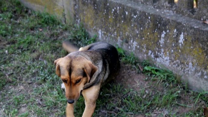 流浪狗田园犬