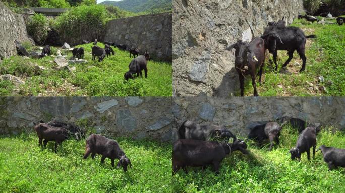 4k实拍乡村乡间山羊散养土山羊视频素材