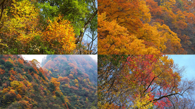 秋天森林 立秋 秋景 美丽中国